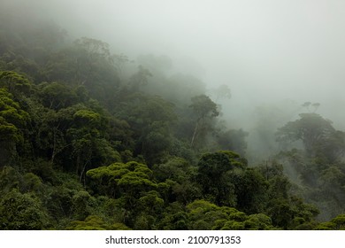 Mysterious shades of Brazilian amazon rainforest during monsoon wet season with treetops emerging out of abundant woods on a mountain slope. Climate change and natural phenomenon concept.