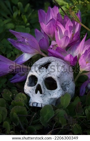 Mysterious skull and purple flowers