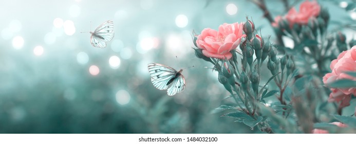 Mysterious spring floral banner with blooming rose flowers and flying butterflies on blurred background and shiny glowing bokeh - Powered by Shutterstock