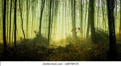 Mysterious Thick Dark Forest In The Morning Fog