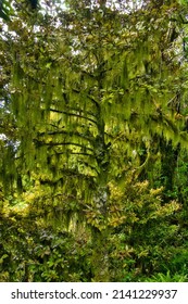 Mysterious Tree, Completely Covered In Moss And Old Man’s Beard Lichen (Usnea Species) Hanging From Its Branches, In The So-called Goblin Forest On Mount Taranaki, North Island, New Zealand.
