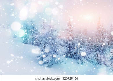 Mysterious winter landscape majestic mountains with snow covered tree. Photo greeting card. Bokeh light effect, soft filter. Carpathian. Ukraine. Europe