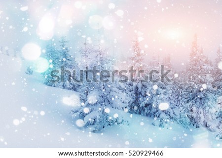 Mysterious winter landscape majestic mountains with snow covered tree. Photo greeting card. Bokeh light effect, soft filter. Carpathian. Ukraine. Europe