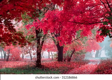 Mystery Autumn Alley Deep Forest Natural Stock Photo 312186866 ...