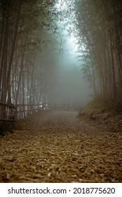 Mystery Foggy Bamboo Forest Trail