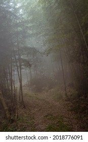 Mystery Foggy Bamboo Forest Trail