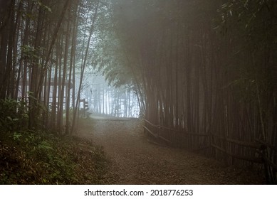 Mystery Foggy Bamboo Forest Trail