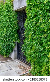 Mystery Garden, Black Metal Grate Door In A Cement Wall Covered In Green Vines, As A Nature Background
