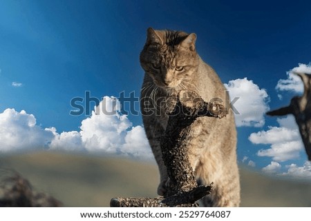 Similar – Image, Stock Photo Tiger climbs into the water