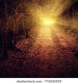 Mystery path throw the woods. Tropical forest tunnel - Shutterstock ID 774335959