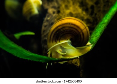 Mystery Snail Crawling Across His Tight Rope Inside An Aquarium 