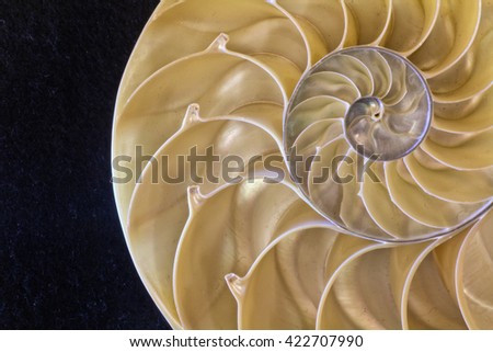 The Mystery of this shell