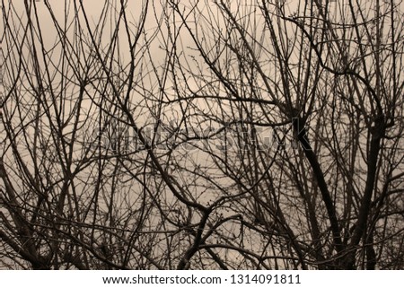 Similar – Image, Stock Photo Forest & Trees Environment