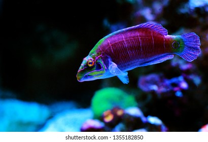 45 Mystery wrasse Images, Stock Photos & Vectors | Shutterstock