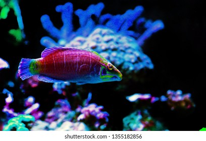 45 Mystery Wrasse Images, Stock Photos & Vectors 