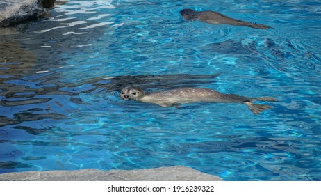 Mystic Aquarium Connecticut.  A Sea Lion Pup Enjoys A Swim.