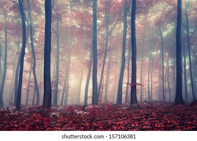 Mystic Autumn Red Beech Forest.