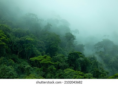Mystic cloud formation in Brazilian amazon rainforest during monsoon wet season with treetops sticking out of abundant woods on a mountain slope. Climate change and natural phenomenon concept.