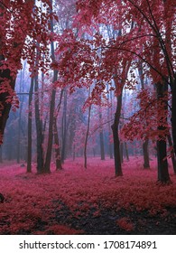 Mystic foggy forest in pink colors