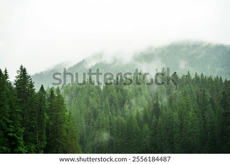 Mystic foggy montain range in the Carpathians