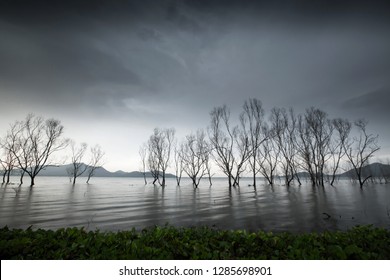 Mystic forest lake, fantasy leafless tree trunks in the lake, dark grey clouds sky, gently waves of cold lake in autumn. Low-key. - Powered by Shutterstock