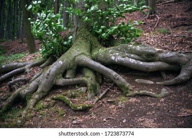 Mystic Giant Tree Roots In The Deep Green Forest