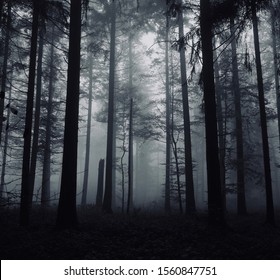 Mystic mood in the misty forest