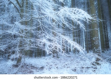 Mystic mood in a snowy and frosty forest in the Eifel