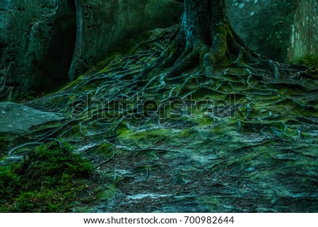 Similar – Image, Stock Photo Quo vadis? Forest