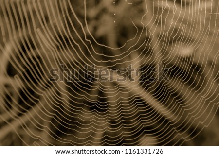 Similar – Image, Stock Photo Pieces of tree wood bark covered by a thin layer of snow in sunlight