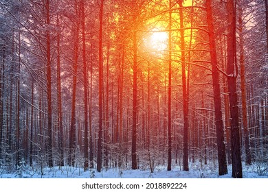 Mystic winter forest in Russia. Concept of winter holidays and New Year holidays.