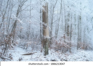 Mystic Winter scene in a snowy and frosty forest in the Eifel