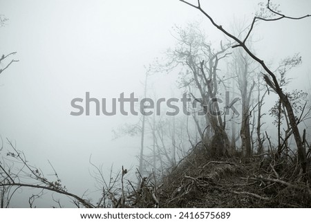 Mystical atmosphere in a destroyed forest on a volcano after an ash eruption. The dead jungle with bare tree trunks and palm trees on the mountain is covered with clouds or fog