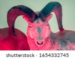 Mystical beast. Pan devil creature. Dall sheep (Ovis dalli) over red light. Thinhorn sheep looking mythological with large devil-like curved horns. Myth and mythology monster. 