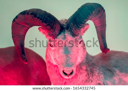 Mystical beast. Pan devil creature. Dall sheep (Ovis dalli) over red light. Thinhorn sheep looking mythological with large devil-like curved horns. Myth and mythology monster. 