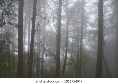 Mystical and beautiful view of a mixed coniferous forest of tall trees in mountains national park Lantang, Himalaya.
Nature background. - Powered by Shutterstock