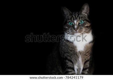 Mystical Cat Portrait