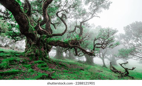 The mystical fairy forest Fanal is a wondrous laurel forest with clouds and fog and a UNESCO World Heritage Site on Madeira in Portugal