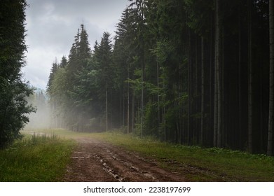 Mystical foggy morning after rain in a dense pine forest. Road in the mountain forest.