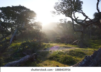 Mystical Forest Close To Coffee Bay (South Africa)