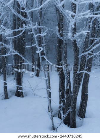 Mystical forest with icicles in the Carpathians
