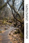 A mystical forest pathway with wooden bridges crossing over a small stream, surrounded by moss-covered trees and autumn leaves. A perfect spot for nature walks.

