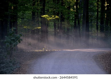 Mystical forest scene with soft sunlight piercing through dense fog and tall trees.