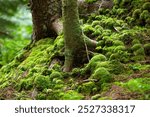 Mystical landscape of moss colonies among trees on a slope, at Lake Solitude on Mt. Sunapee in Newbury, New Hampshire.