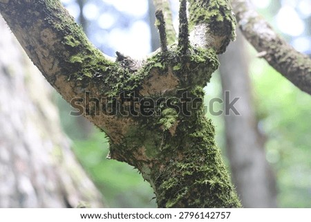 Mystical Moss-Covered Tree Trunk inside a Damp Subtropical Forest