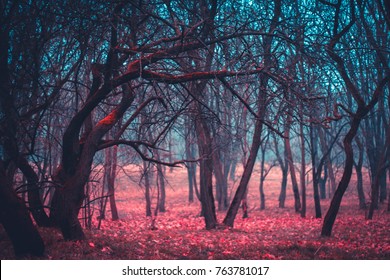 Mystical mysterious forest trees in a fog with red leaves. Stranger forest colorful gradient