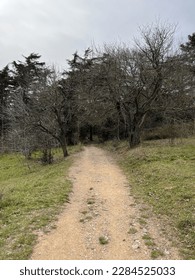 a mystical path in the forest
