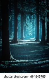Mystical path trough the woods at moonlight