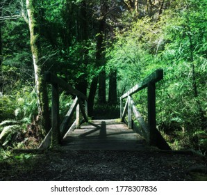 The Mystical Redwoods Of Oregon