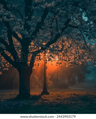 A mystical scene capturing the serene beauty of a blossoming tree, illuminated by the golden hue of a street lamp amidst the enigmatic embrace of the foggy night. This ethereal image evokes a sense 